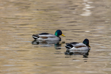 Two ducks are swimming in the lake.