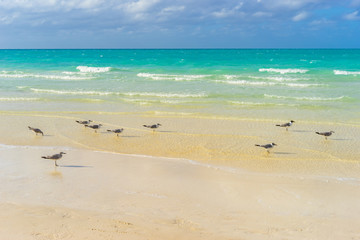 Republic of Cuba. Birds on the Caribbean coast. Birds on the beach in Cuba. Birds search for food on the shoreline. Landscape of the Caribbean sea. Vacation in Cuba. Ornithology.