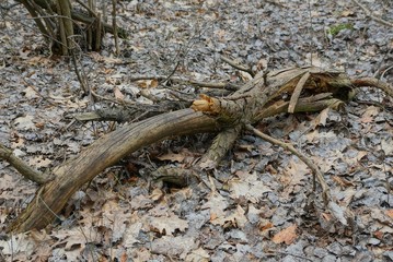 one old gray broken tree lies in dry leaves on nature in the forest