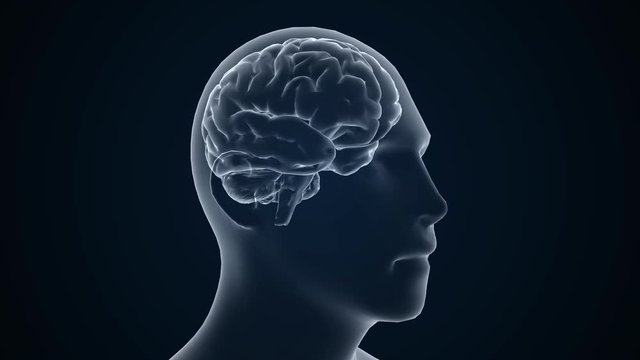 Human brian study on diagnostic computer display. 3d animation.