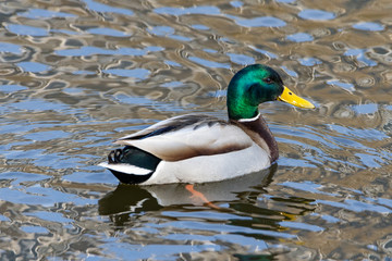 A male duck swims in a lake.