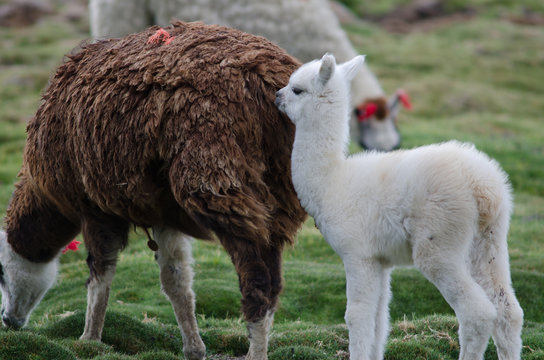 Baby alpaca Vicugna pacos with her mother.