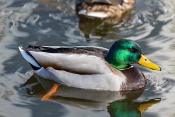 Obraz premium A male duck swims in a lake.