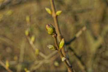 green buds on a thin tree branch in the spring garden on a brown background