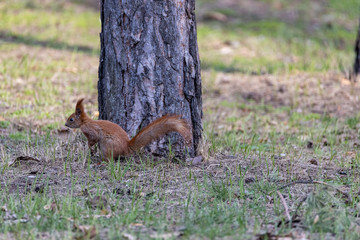 Red squirrel jumping on the green grass in the park.