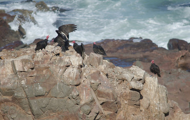 Turkey vultures Cathartes aura on a cliff.