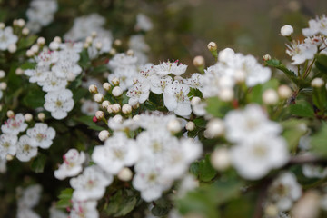 Common hawthorn, oneseed single-seeded Crataegus monogyna