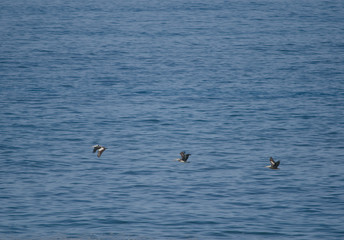 Peruvian pelicans Pelecanus thagus in flight over the sea.
