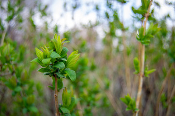 branch of bush with green leaves