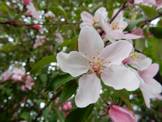 delicate fragrant light pink inflorescences of a decorative apple tree on a blurry spring background