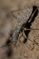 True bug in Las Cuevas of Arica.