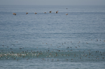 Peruvian pelicans Pelecanus thagus at top and Guanay cormorants Leucocarbo bougainvillii at down in flight.