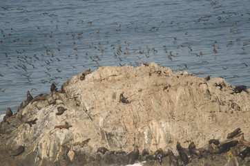 South American sea lions Otaria flavescens and guanay cormorants Leucocarbo bougainvillii in the background.