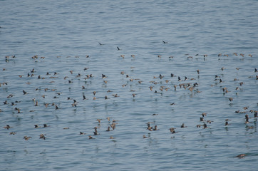 Guanay cormorants in flight over the Pacific Ocean.