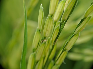 Paddy fields - Close up details of rice seeds, paddy plants in the fields