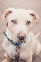 Cute white dog looking front portrait. pet with green collar and red tie outdoors