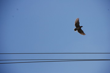mourning dove flight