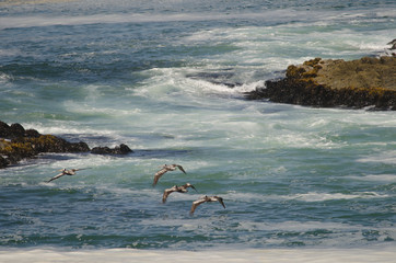 Peruvian pelicans in flight over the coast of Arica.
