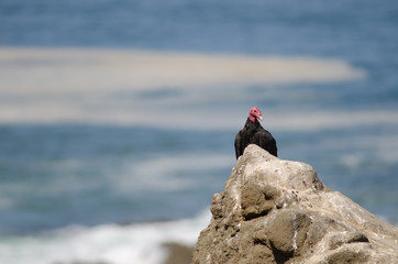 Turkey vulture Cathartes aura on a rock.