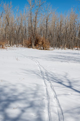 Cross Country Ski Tracks in fresh Snow