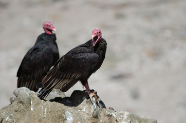 Turkey vulture Cathartes aura on a rock.