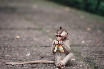 Monkeys on the territory Monkey Forest - a temple complex in Ubud among the tropical jungle.