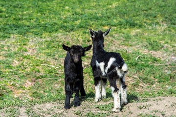 Lovely couple kid white goats.  Cute with funny. Close-up. Soft sunlight. 