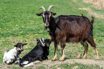 Goats are grazed in a meadow