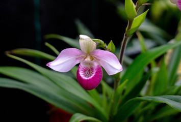 Orquideas © gerardo