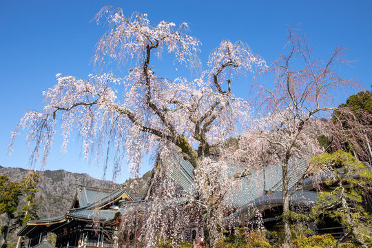 お寺に咲く枝垂れ桜