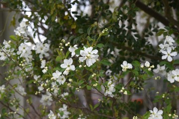 Common pearlbush (Exochirda racemosa) / Rosaceae deciduous shrub.