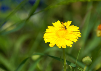Yellow flower with a sweat bee on a petal near the yellow flower center with a blurred green background
