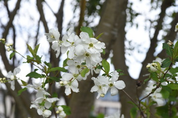 Common pearlbush (Exochirda racemosa) / Rosaceae deciduous shrub.