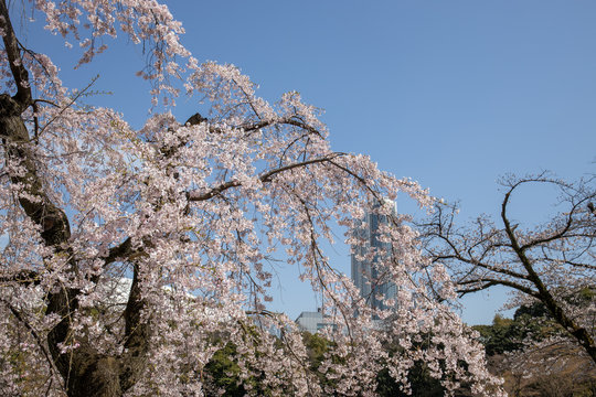 都会の桜