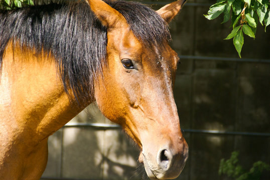 Close-up of the head of a brown horse from the side near some leaves with a dark background on a sunny day