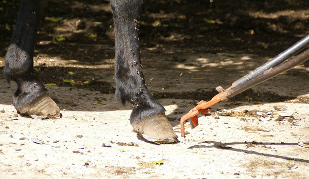 Hooves Getting Trimmed With A Long Tool