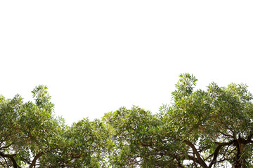 Obraz premium green leaf and blue sky with sunlight