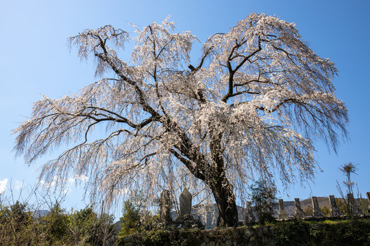お寺の枝垂れ桜