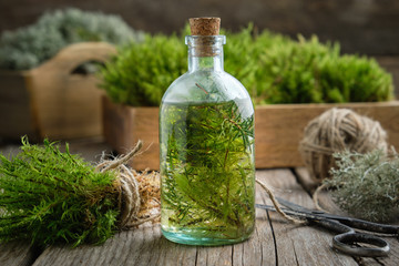 Healthy tincture of moss, lichen and juniper. Herbal medicine.