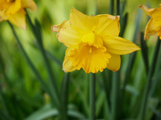 Close-up of daffodil