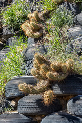 Texture wall of tires with flowers and cactus growing between layers
