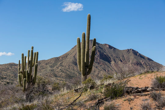 Saguaro cactus landscapes with desert and mountains © ecummings00