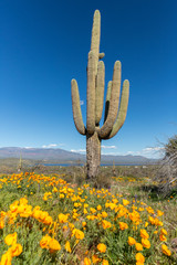Saguaro cactus surrounded by orange poppies flowers in the desert