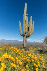 Fototapeten Saguaro cactus surrounded by orange poppies flowers in the desert © ecummings00