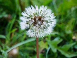 Nice dandelion close-up.