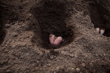 Concept- food waste reduction. Planting potatoes. Ugly potato in the shape of a heart in the ground. The use of spoiled vegetables as planting material for the new crop. Selective focus