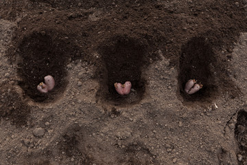 Concept- food waste reduction. Planting potatoes. Ugly potato in the shape of a heart in the ground. The use of spoiled vegetables as planting material for the new crop. Top view. Selective focus