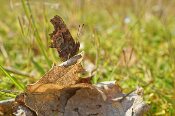Nahansicht eines C-Falters