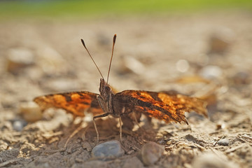 Nahansicht eines C-Falters