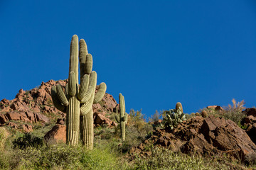 Saguaro cactus with dry desert background cactus and rocks